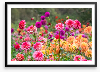 Dahlia for days