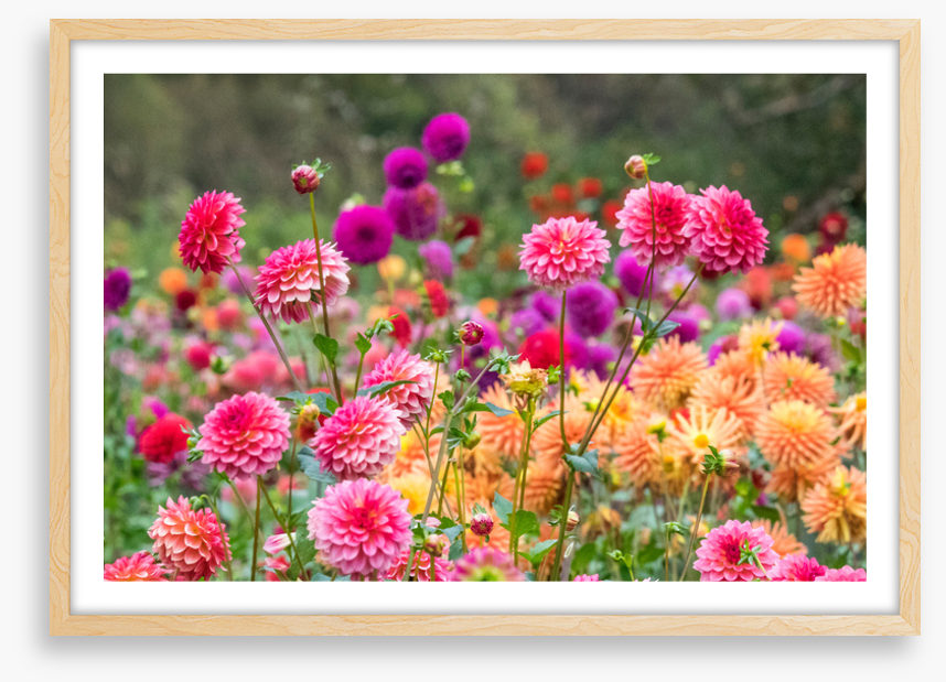 Dahlia for days