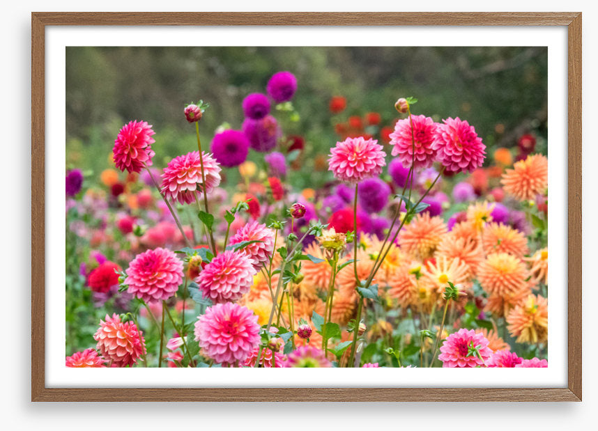 Dahlia for days