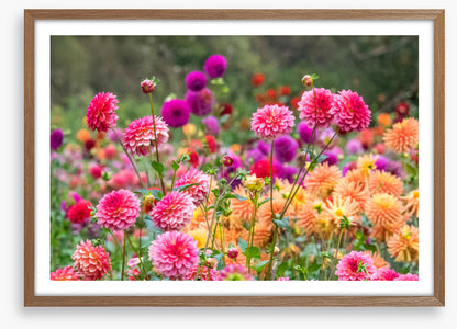 Dahlia for days
