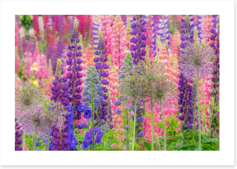 In the lupine
