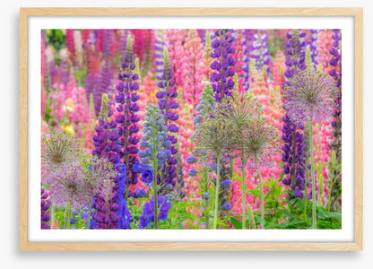 In the lupine
