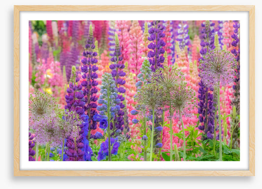 In the lupine