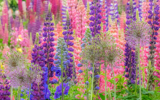 In the lupine