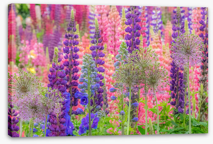 In the lupine