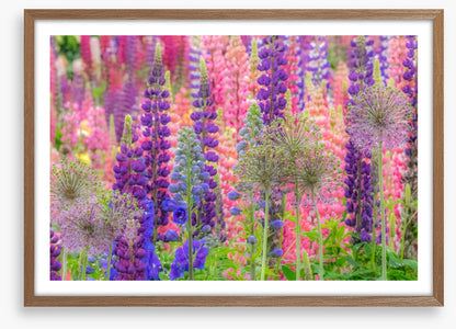 In the lupine