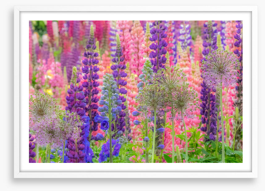 In the lupine