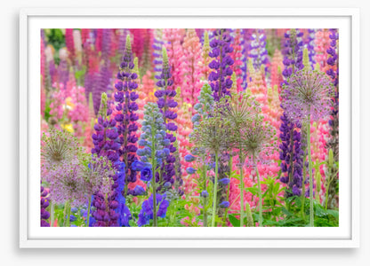 In the lupine