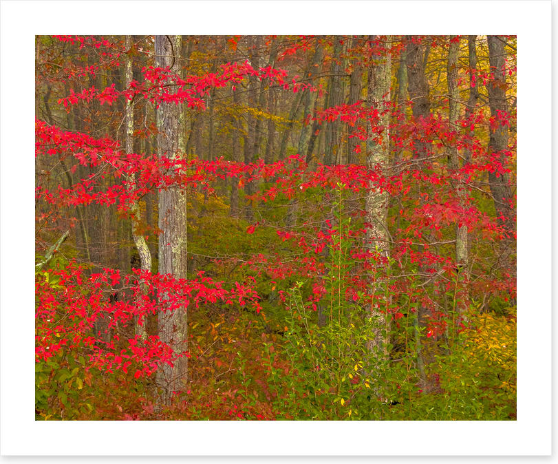 Scarlet of the season