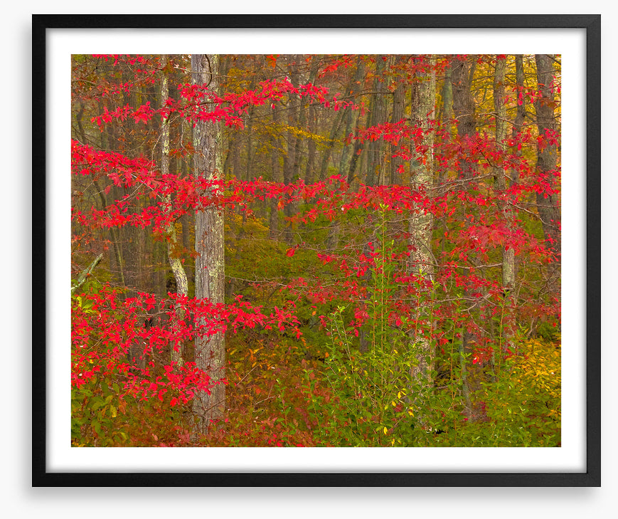 Scarlet of the season