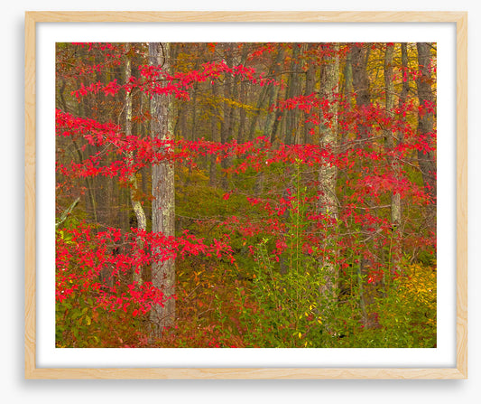 Scarlet of the season