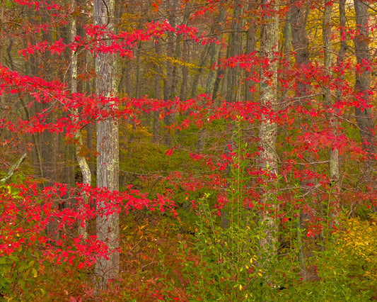 Scarlet of the season