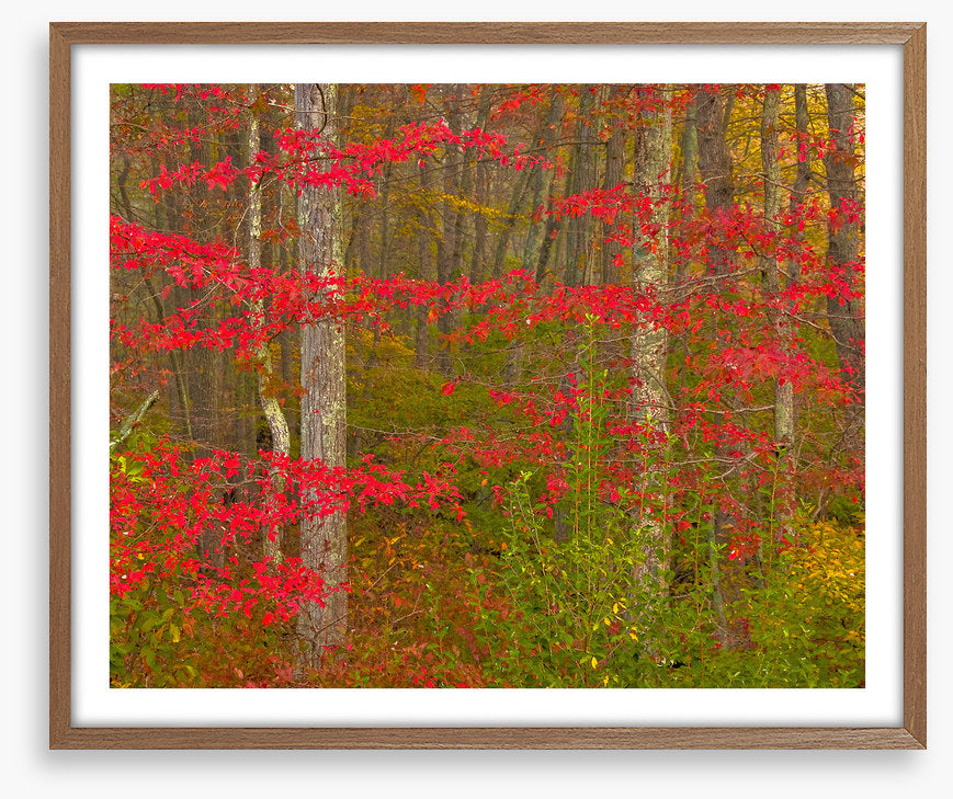 Scarlet of the season
