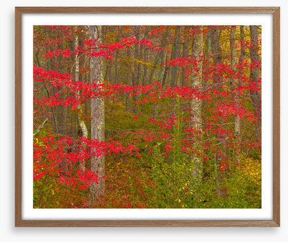 Scarlet of the season