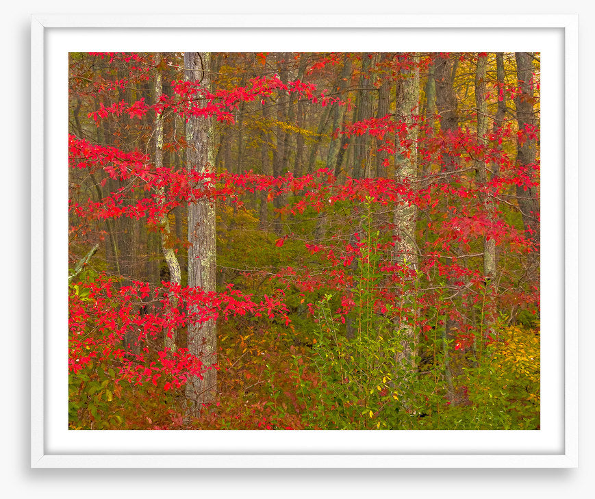 Scarlet of the season