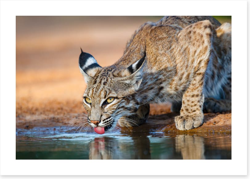 Thirsty bobcat