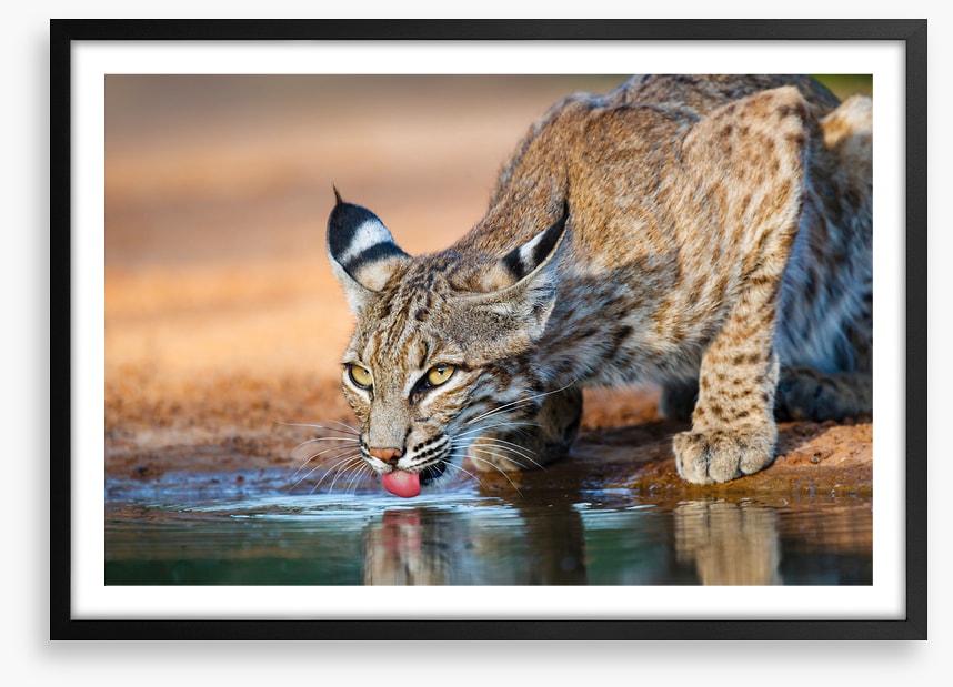 Thirsty bobcat