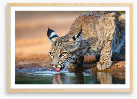Thirsty bobcat