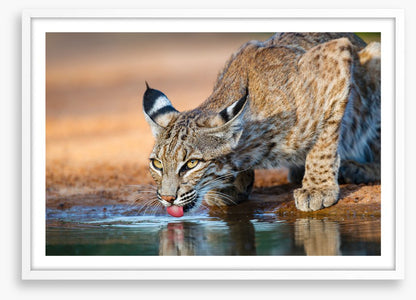 Thirsty bobcat