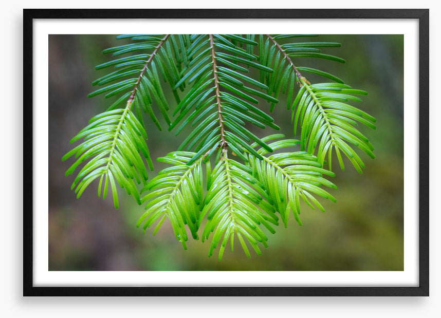Leaves