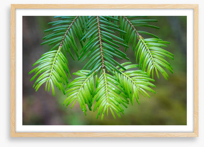 Leaves