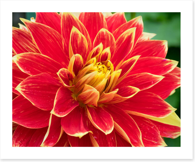 Daring dahlia