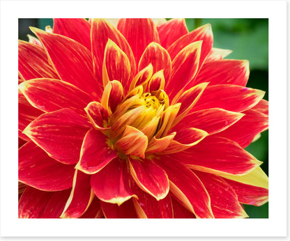 Daring dahlia