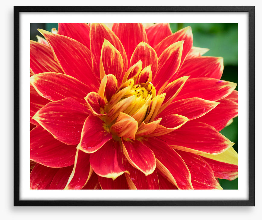 Daring dahlia