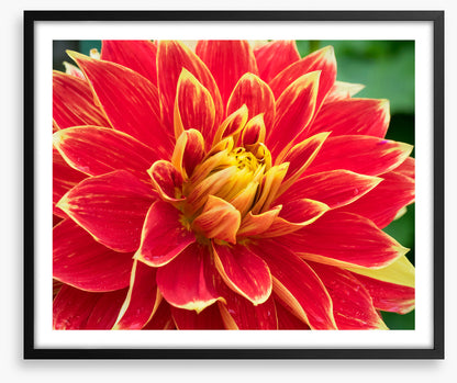 Daring dahlia