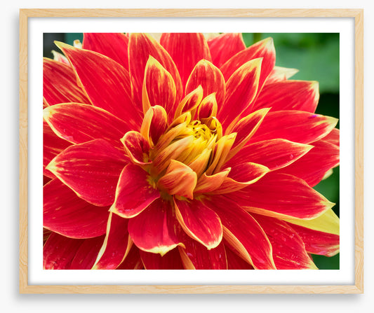 Daring dahlia