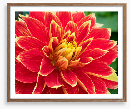 Daring dahlia