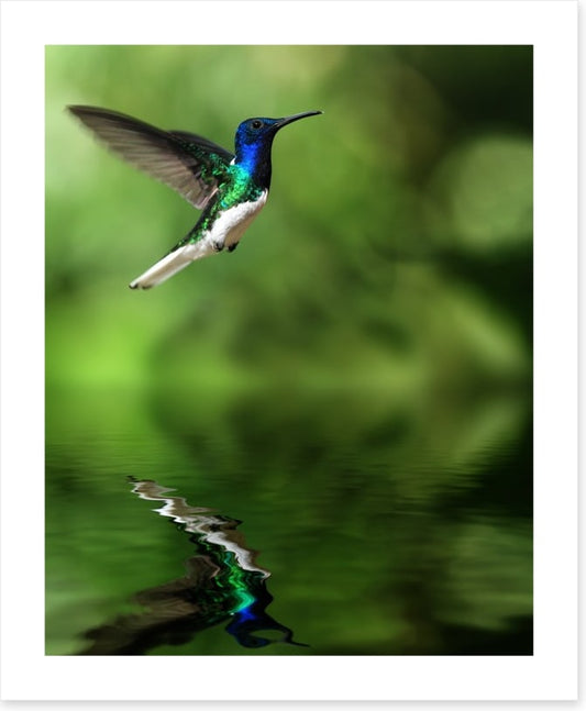 Tropical hummingbird