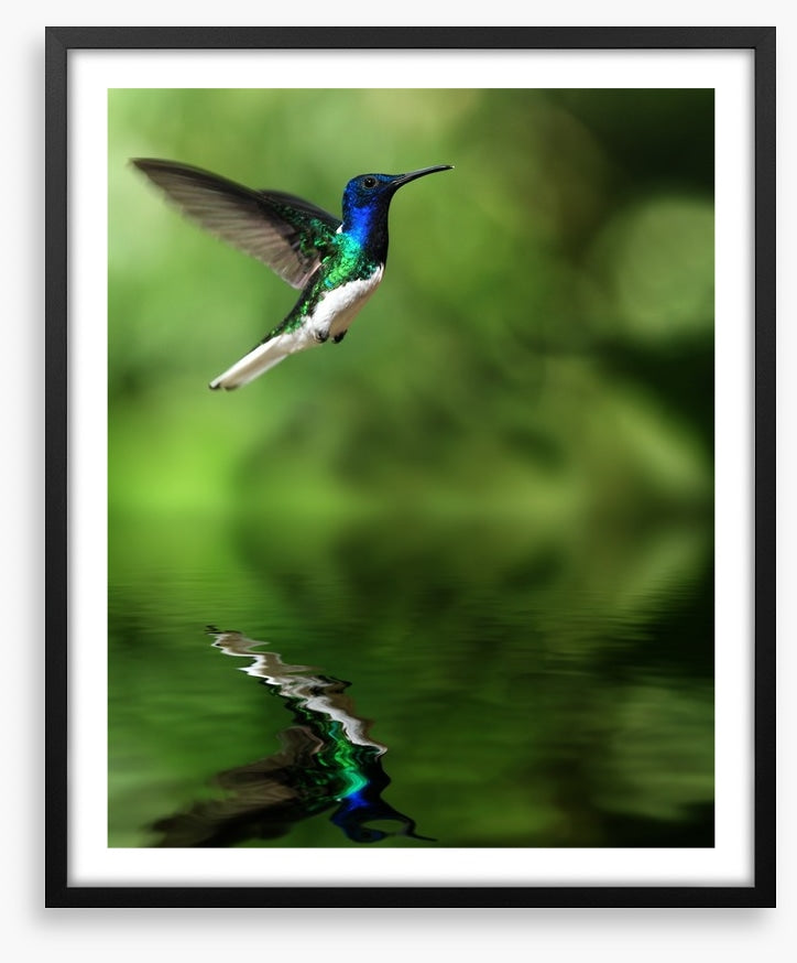 Tropical hummingbird