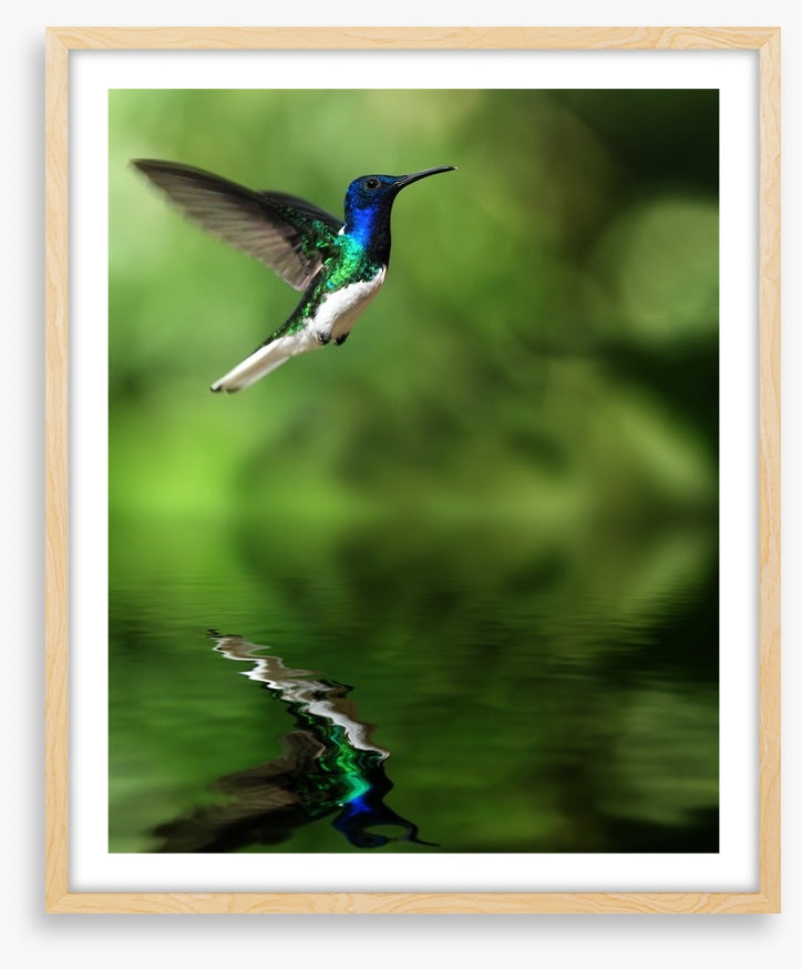 Tropical hummingbird