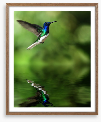 Tropical hummingbird