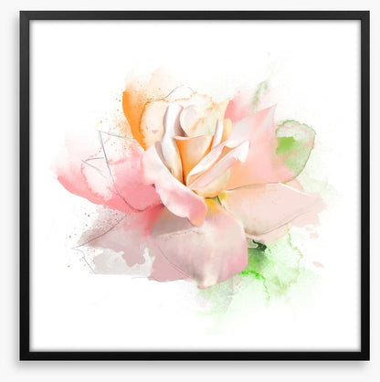 Feeling rosy I