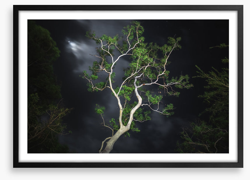 Gum tree moonlight