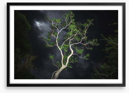 Gum tree moonlight
