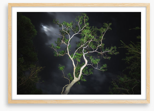 Gum tree moonlight