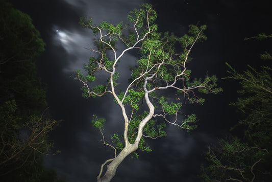 Gum tree moonlight
