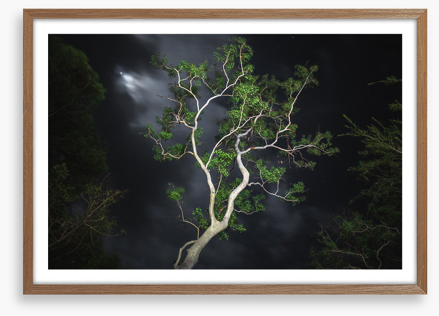Gum tree moonlight