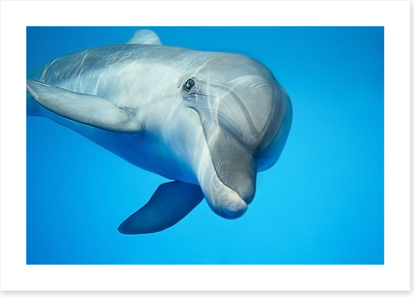 Hello dolphin