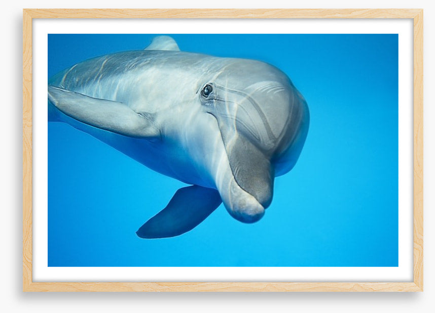 Hello dolphin