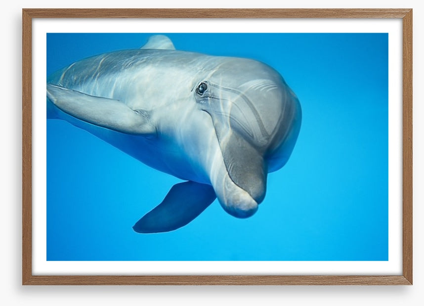 Hello dolphin