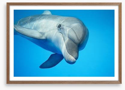 Hello dolphin