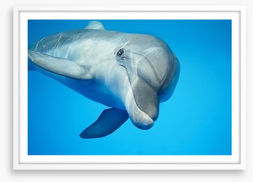 Hello dolphin