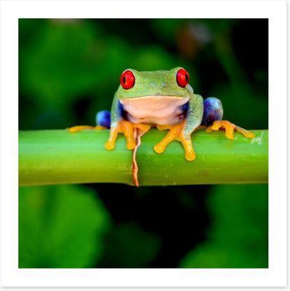 Red eye