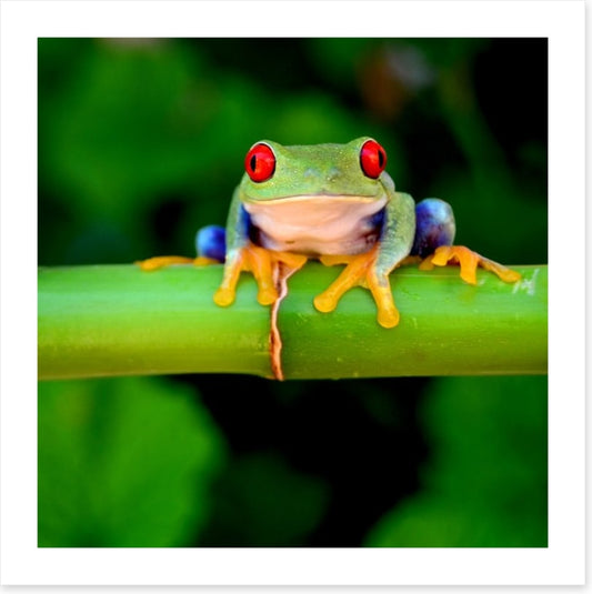 Red eye