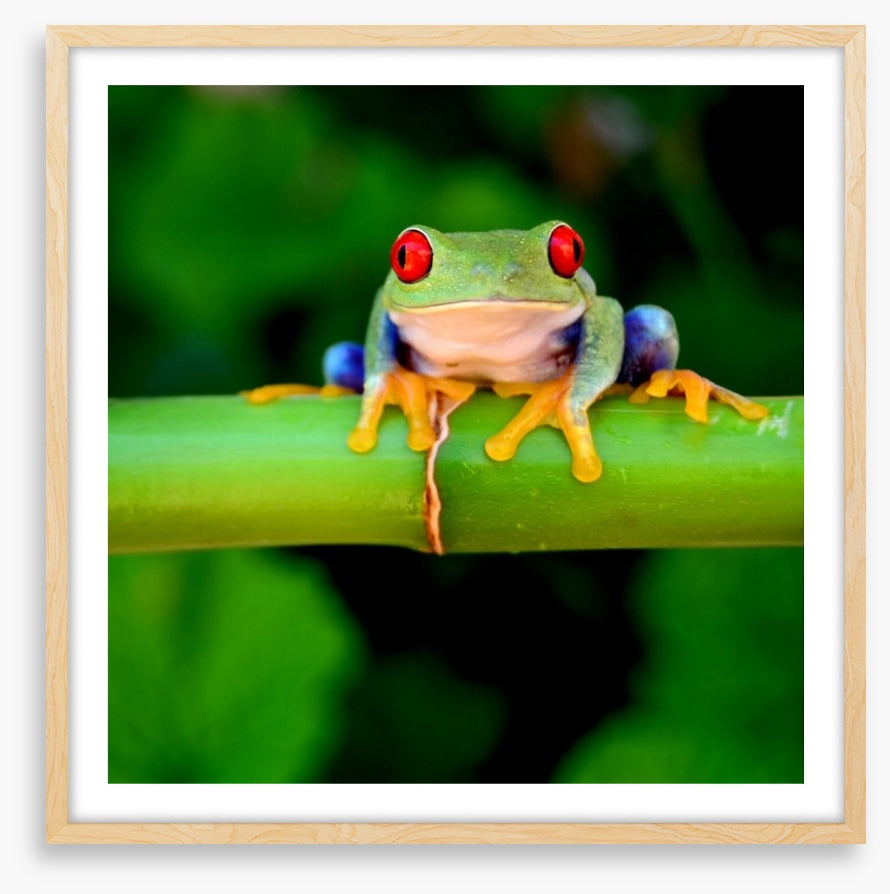Red eye