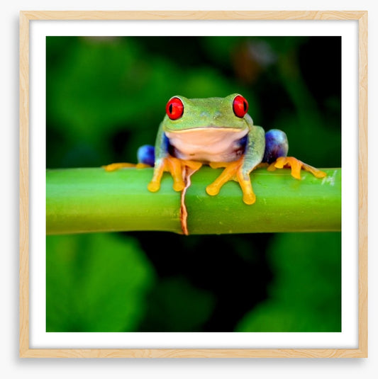 Red eye